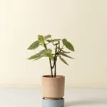 Bergs Potter Hoff Planter 64A1481